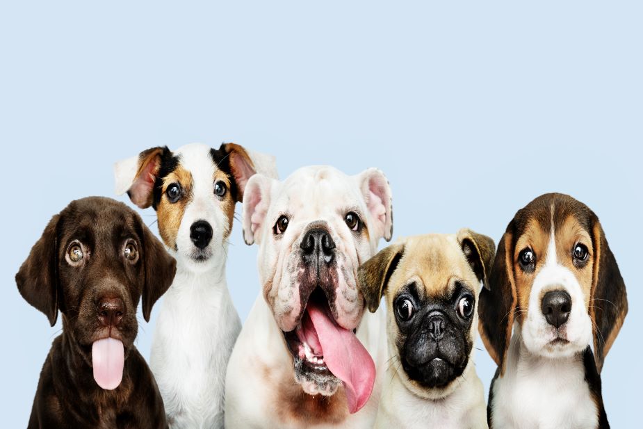 Si nos extinguiésemos los humanos ¿qué pasaría con los perros? 11 Merca2.es La cría en favor del bienestar animal