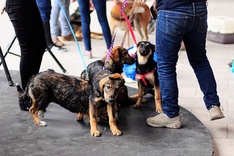 Qué es ser un lugar pet friendly