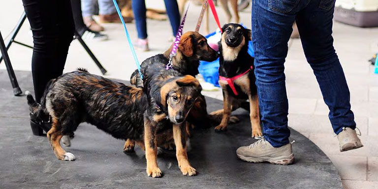 Qué es ser un lugar pet friendly