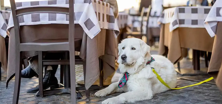 Qué se necesita para que un local sea pet friendly